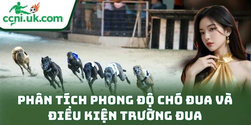 Phân tích phong độ chó đua và điều kiện trường đua